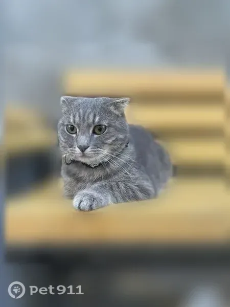 Пропала кошка, Махачкала — серый окрас и зелёные глаза - photo