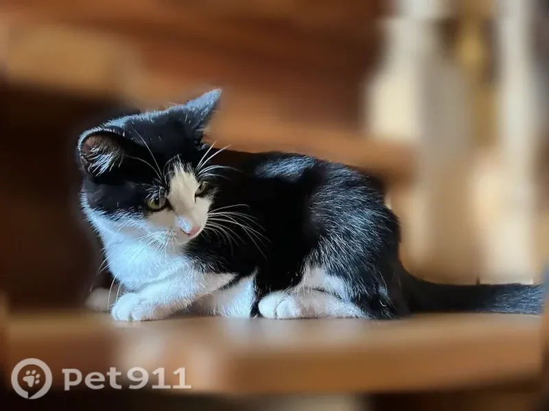 Пропала кошка, Деревня Сёла, Советская, Сёла — девочка, бело-чёрная - photo