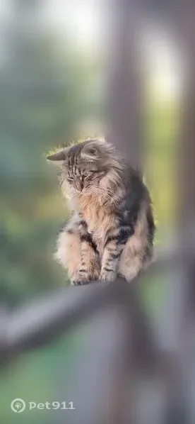 Пропала кошка, 2-я Рабочая, Уфа — курильский бобтейл без хвоста - photo