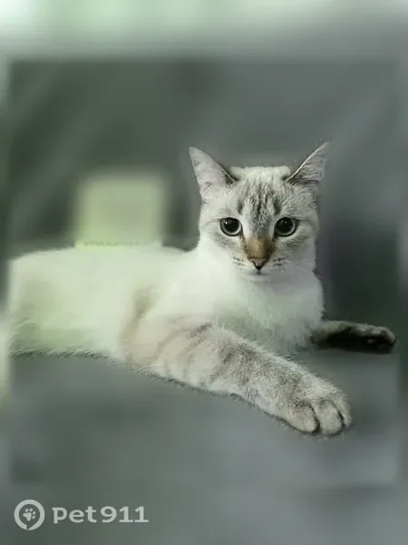 Пропала кошка, Стахановская, д. 38, Ишимбай — бело-серая, похожа на сиамскую - photo