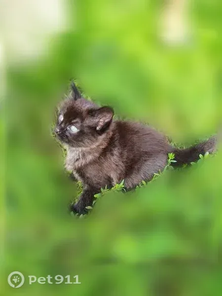 Пропала кошка, Космонавтов, д. 10, Черногорск — котёнок 3 месяца, желтеющие глаза - photo