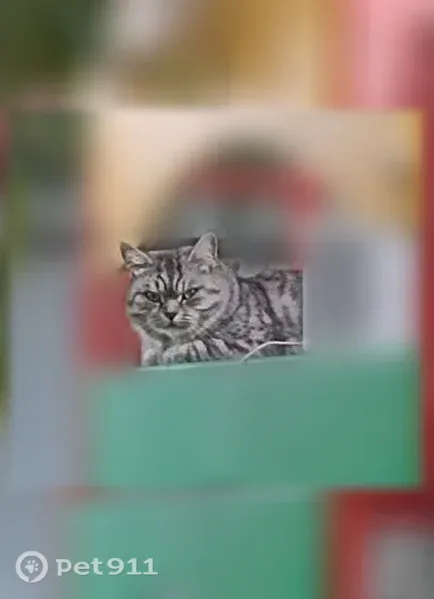 Пропала кошка, Ижевск, Славянское, д. 29, Ижевск — британка Милиса - photo