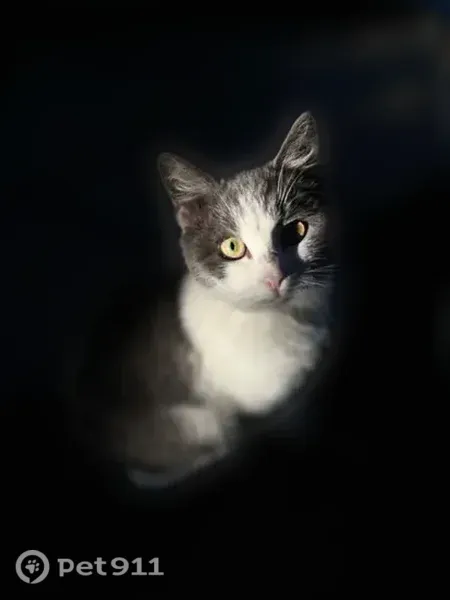 Пропала кошка, Невинномысск — ушла с двумя котятами - photo