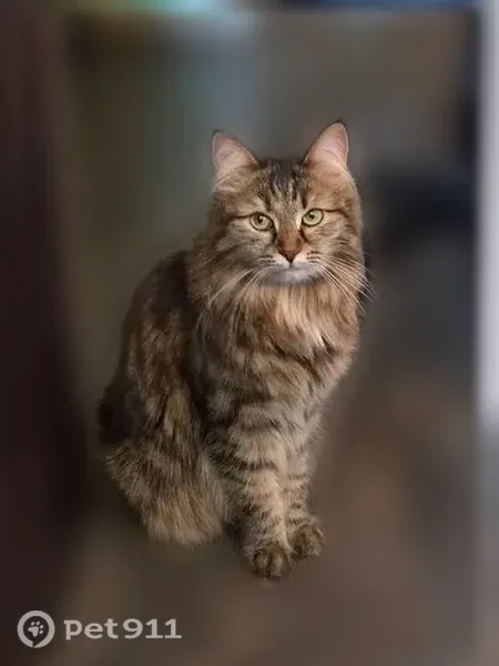 Пропала кошка, девочка, Район Ленинский (г Ульяновск), д. 51, Ульяновск — большая, пушистая - photo
