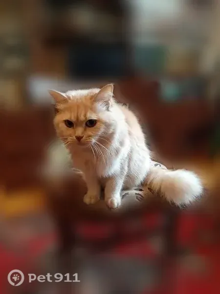 Пропала кошка, Братиславская улица, 21 к1, Рязань — девочка, пушистая - photo
