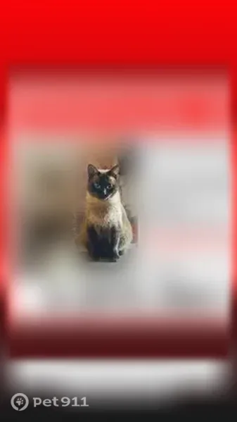 Пропала кошка, Транспортная, д. 50/3, Уфа — сиамский окрас, голубые глаза - photo
