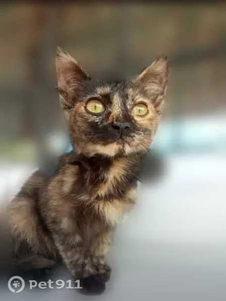 Найдена кошка, Чебоксары — котёнок-девочка, разговорчивая и игривая - photo