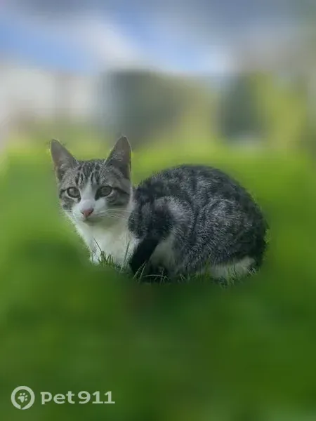 Кошка ищет дом, Жуковского, д. 75, Йошкар-Ола — ласковый и игривый котёнок - photo