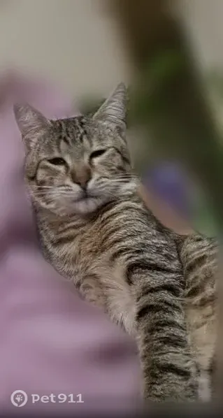Пропала кошка, Комарова, д. 20/3, Ростов-на-Дону — кот, 2 года - photo