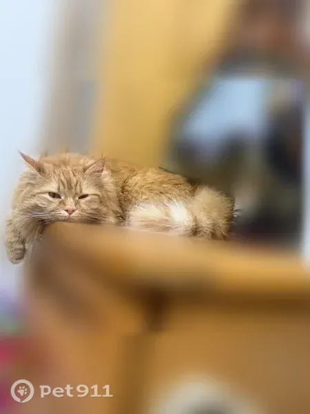 Пропала кошка, им. Ленина, д. 70, Краснодар — рыжая, стерилизована - photo
