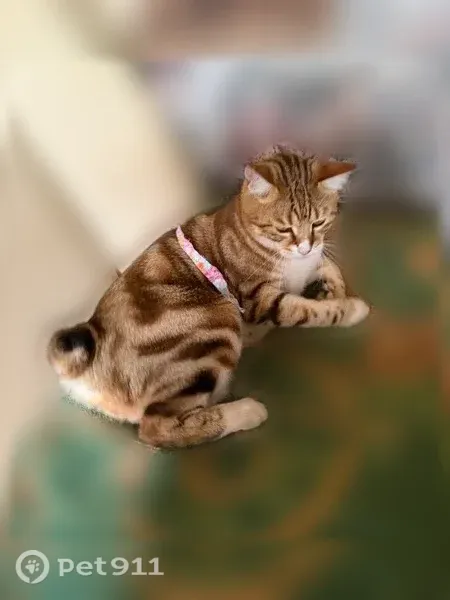 Пропала кошка, Село Надеждино, Юбилейная — короткий хвост (бобтейл) - photo