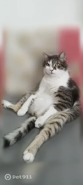 Пропала кошка, Горячий Ключ, Закруткина, Горячий Ключ — домашний кот Борис, очень боится - photo