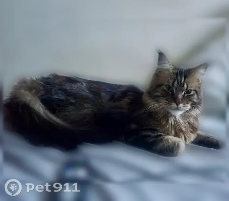 Пропала кошка, Садовая, д. 48, Краснодар — чёрный табби, без ошейника - photo