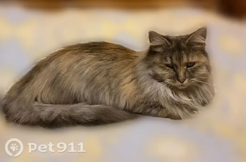 Пропала кошка, Деревня Кузьминское (г Волоколамск), д. 24, Волоколамск — пушистая девочка - photo