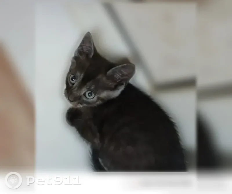 Кошка ищет дом, Энтузиастов, д. 29, Краснокамск - photo