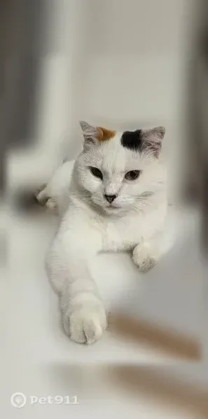 Пропала кошка, им. Героя Советского Союза Николая Воробьёва, Краснодар — два пятна на спине - photo
