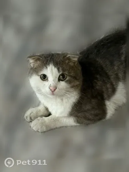 Пропала кошка, Село Барсуки, И.Зязикова, д. 15, Назрань — домашний кот, очень пугливый - photo
