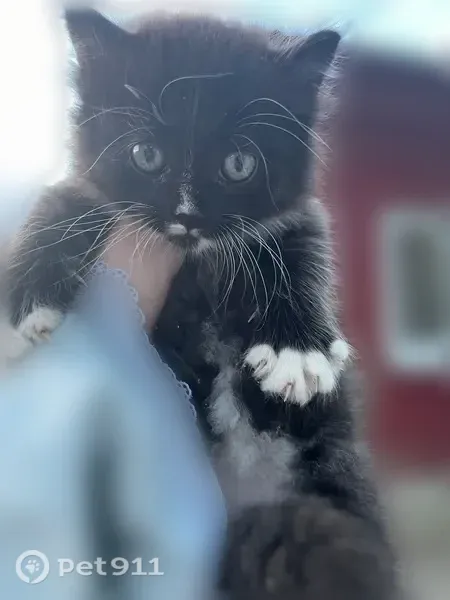 Кошка ищет дом, Кабакова, Тула - photo
