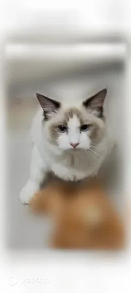 Пропала кошка, Тольятти — кот породы рэгдолл, 7 месяцев - photo