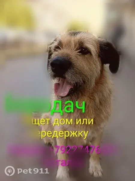 Собака ищет дом, Копейск (RH1255342) - photo
