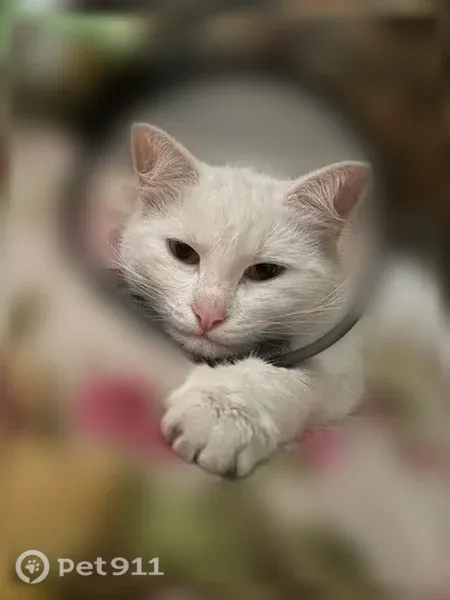 Пропала кошка Мальчик, Казань (rl1255474) - photo