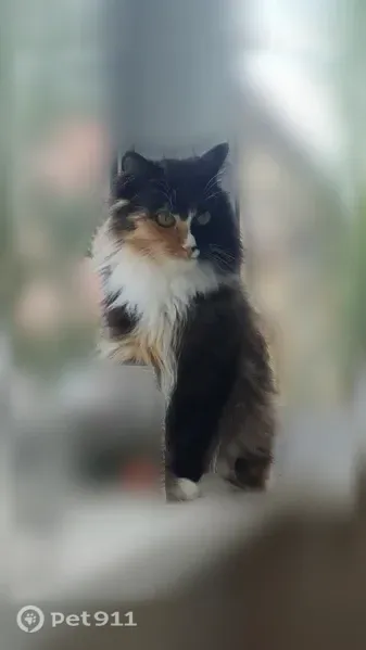 Пропала кошка Девочка (rl1255586) - photo