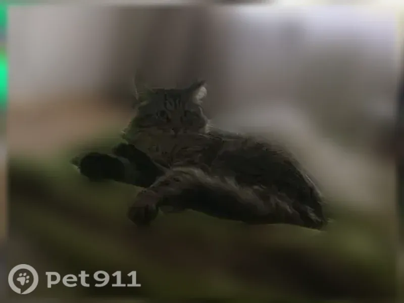 Пропала кошка, Союзная, д. 57, Ижевск — выбежала из подъезда - photo