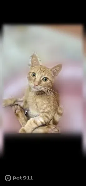 Пропала кошка, Земцова, д. 27, Махачкала — рыжий котёнок 5 месяцев - photo