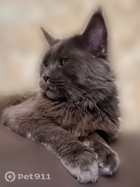 Пропала кошка, Абакан, Целинная, Абакан — взрослый кот мэйн-кун - photo