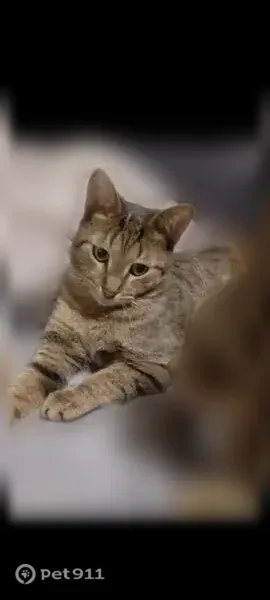 Пропала кошка, Энгельса, д. 9, Калининград — откликается на Дашу - photo