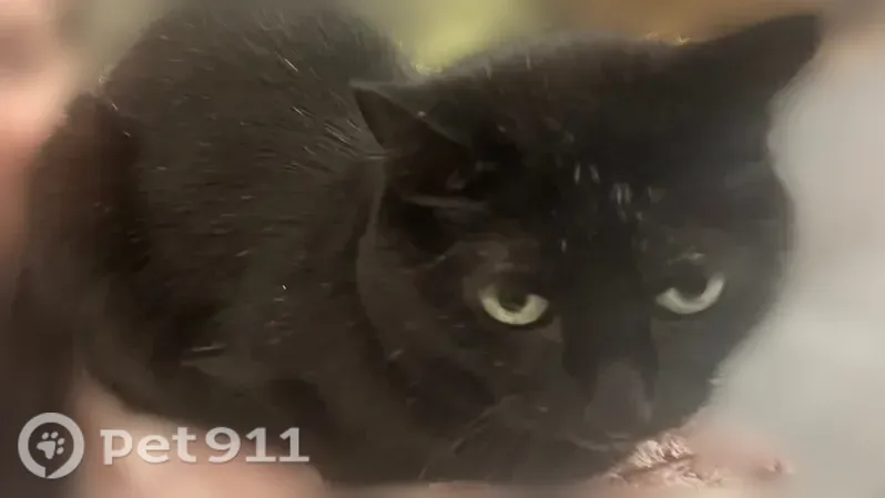 Пропала кошка, 50 лет Октября, д. 66, Белорецк — чёрная кошечка, 14 лет - photo