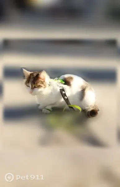Пропала кошка, Село Криводановка, Криводановка — кормит котят, очень ласковая - photo