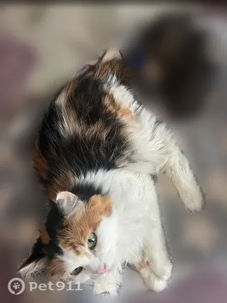 Пропала кошка, Ялта, Садовая, Ялта — пушистая трехцветная, у рта слюна - photo