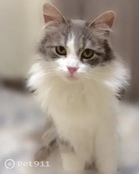 Найдена кошка-девочка, Чапаева, Пенза — миниатюрная, 2 кг - photo