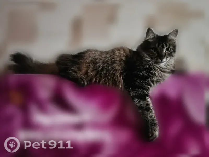 Пропала кошка, Саратов, Электронная, д. 10а — серая - photo