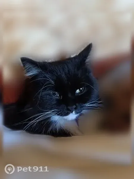 Пропала кошка, Маршала Жукова, д. 3, Воронеж — выскочила из шлейки - photo