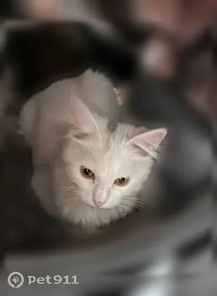 Пропала кошка, Сигнальная, д. 84, Лабинск — пушистый кот с серой полоской на голове - photo