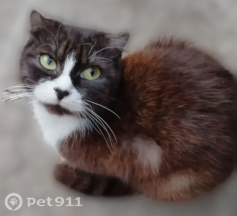 Пропала кошка, Миллерово, Матросова, д. 1, Миллерово — черно-белая вислоухая - photo