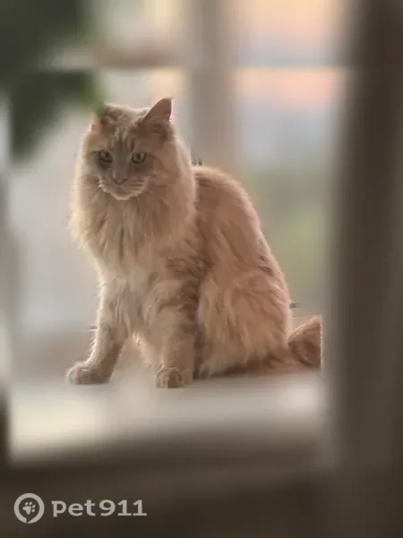 Пропала кошка, Деревня Псарево, Архангельск — крупная, с коротким хвостом - photo