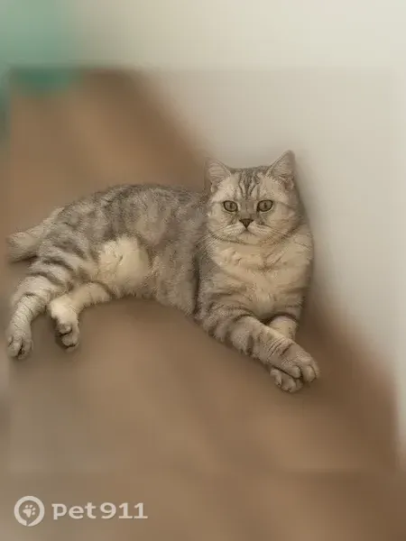 Пропала кошка, Семчинская, д. 11к1, Рязань — шотландская прямоухая - photo