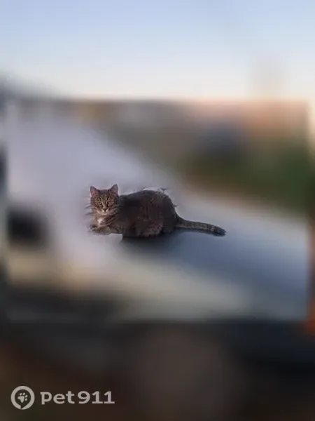 Пропала кошка, Село Южный Урал, Васильковая, д. 8а, Южный Урал — кот, серый в полоску - photo