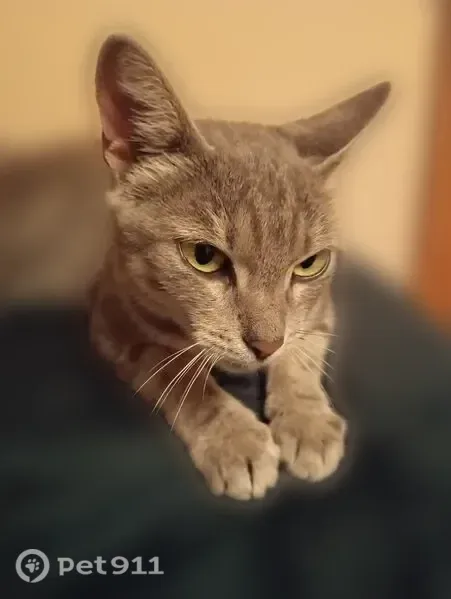 Найдена кошка, Воронеж — серая - photo
