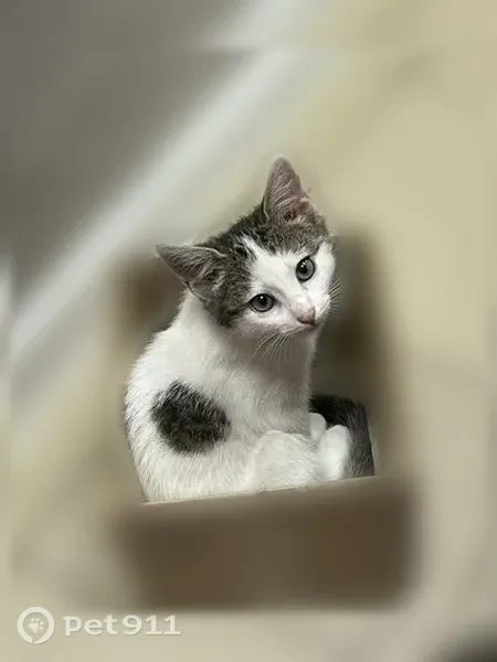 Пропала кошка, Кондрово, Пушкина, д. 59А, Кондрово — котёнок Гашик, красный ошейник - photo