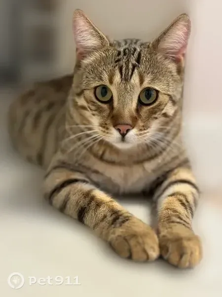 Пропала кошка, Карла Маркса, д. 55/2, Кингисепп — самец с белой мордочкой и коротким хвостом - photo