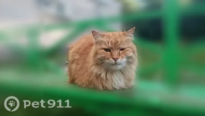 Пропала кошка Мальчик (rl1256345) - photo