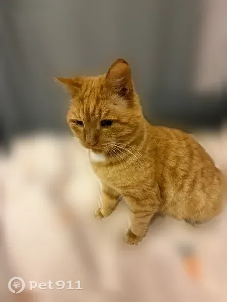 Пропала кошка, Иваново — рыжий кот с белым пятном на шее - photo