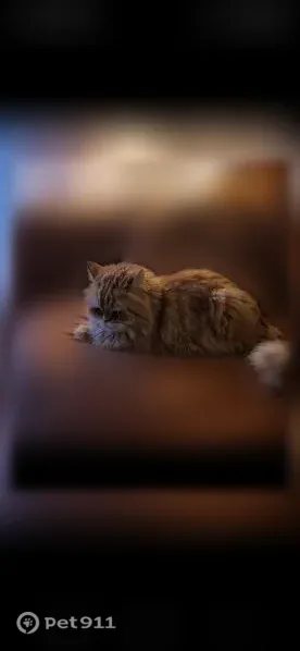 Пропала кошка, Белинского, д. 17, Ростов-на-Дону — рыжий кот Вася, 13 лет - photo
