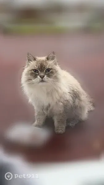 Найдена кошка, Территория СНТ Содружество — светло-серая, голубые глаза - photo