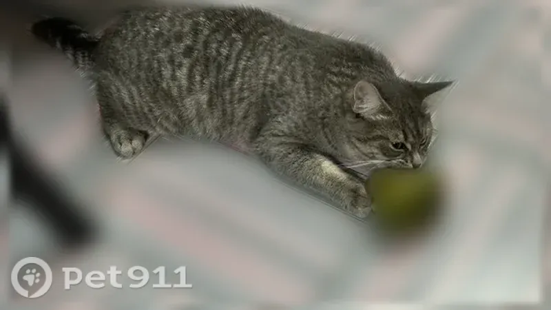 Пропала кошка, Екатеринбург, Щорса, д. 103, Екатеринбург — плюшевая шерсть - photo