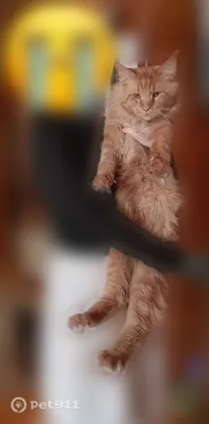 Пропала кошка, Село Хомутово, Ясный, Хомутово — кот, не кастрирован - photo
